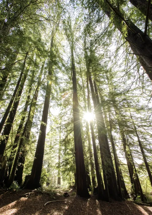 Redwoods4 Redwoods trees with the sun peaking through
